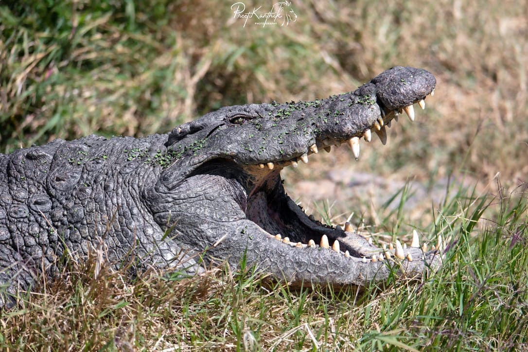 Nile Crocodile